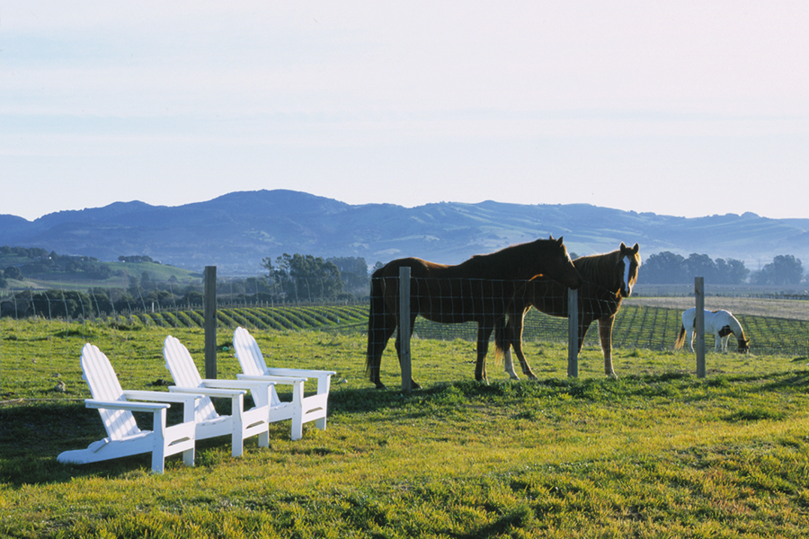 卡内罗斯酒店丨美国加利福尼亚丨OLIN-26