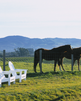 卡内罗斯酒店丨美国加利福尼亚丨OLIN