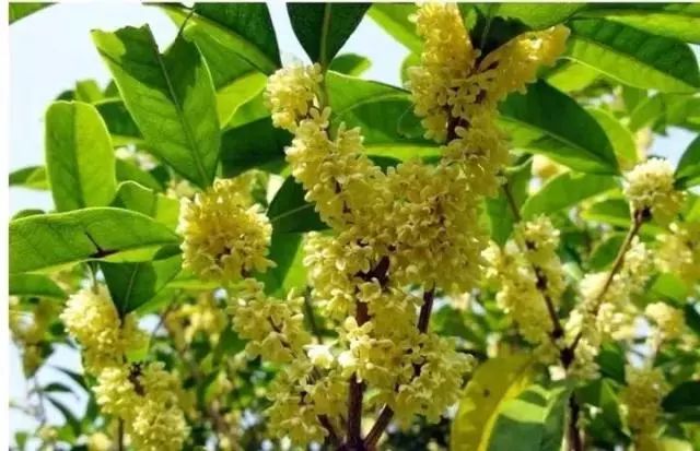 罗汉松 | 庭院中的守财吉祥树-148