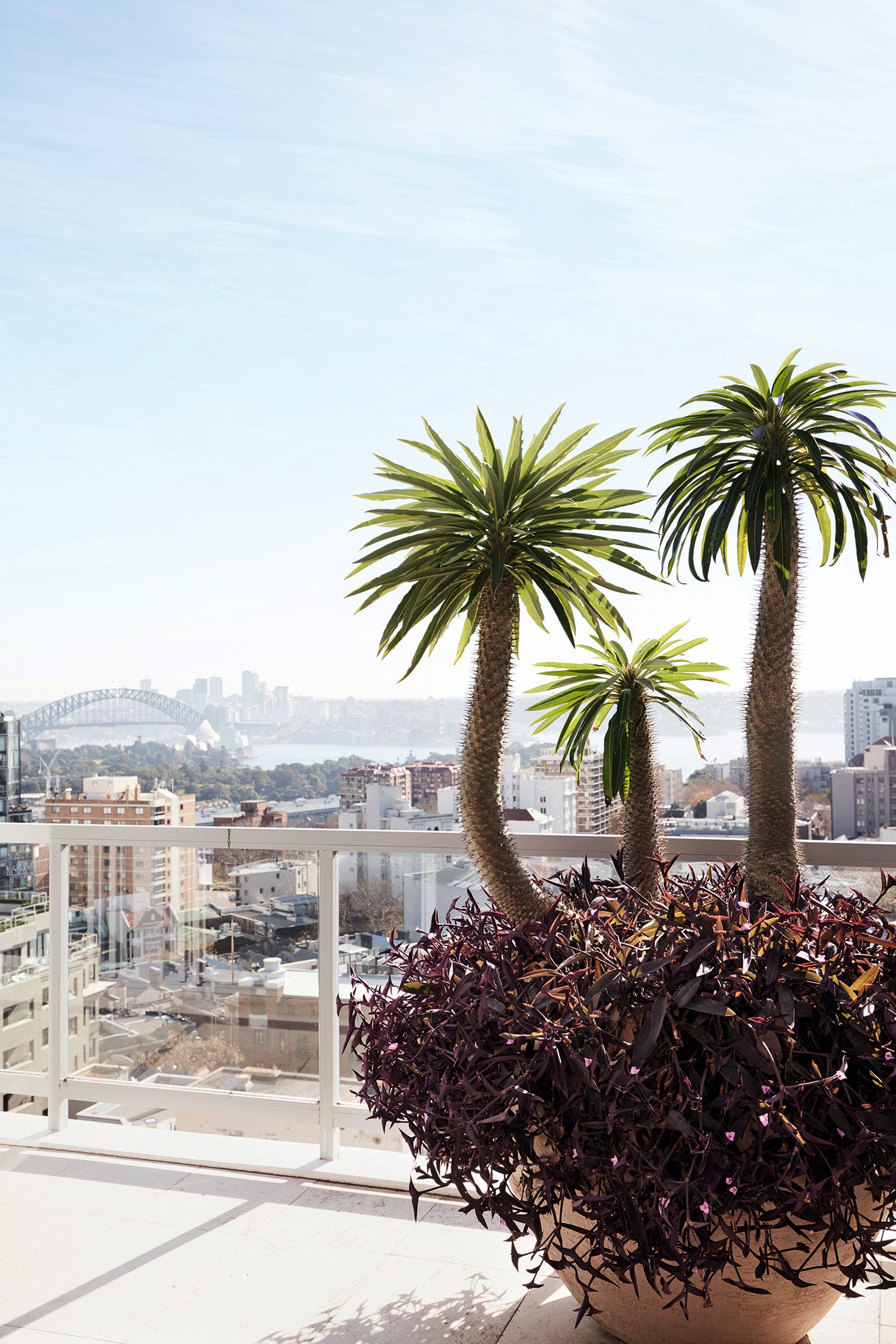 西班牙风情 | 悉尼豪华顶层公寓的 Almodóvar 式设计-3