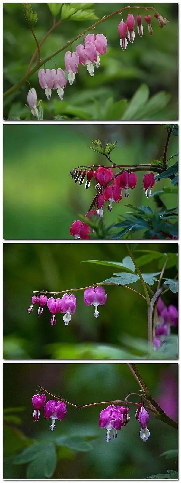 荷包牡丹 | 独特外形与丰富花语的观赏植物-28