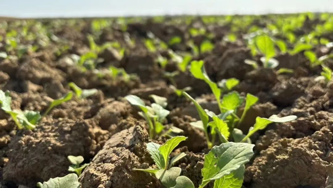 【一线写真】钢筋铁骨“酿出”温柔的春天-52