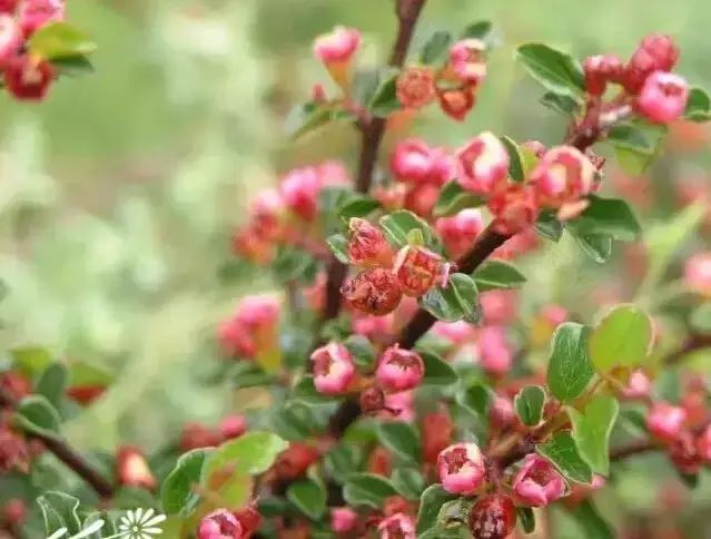 花境设计常用 60 种植物,让花园变得绚丽多彩-38