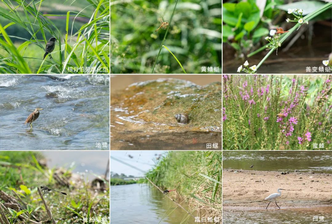 茅洲河碧道·光明段生态修复试点-103