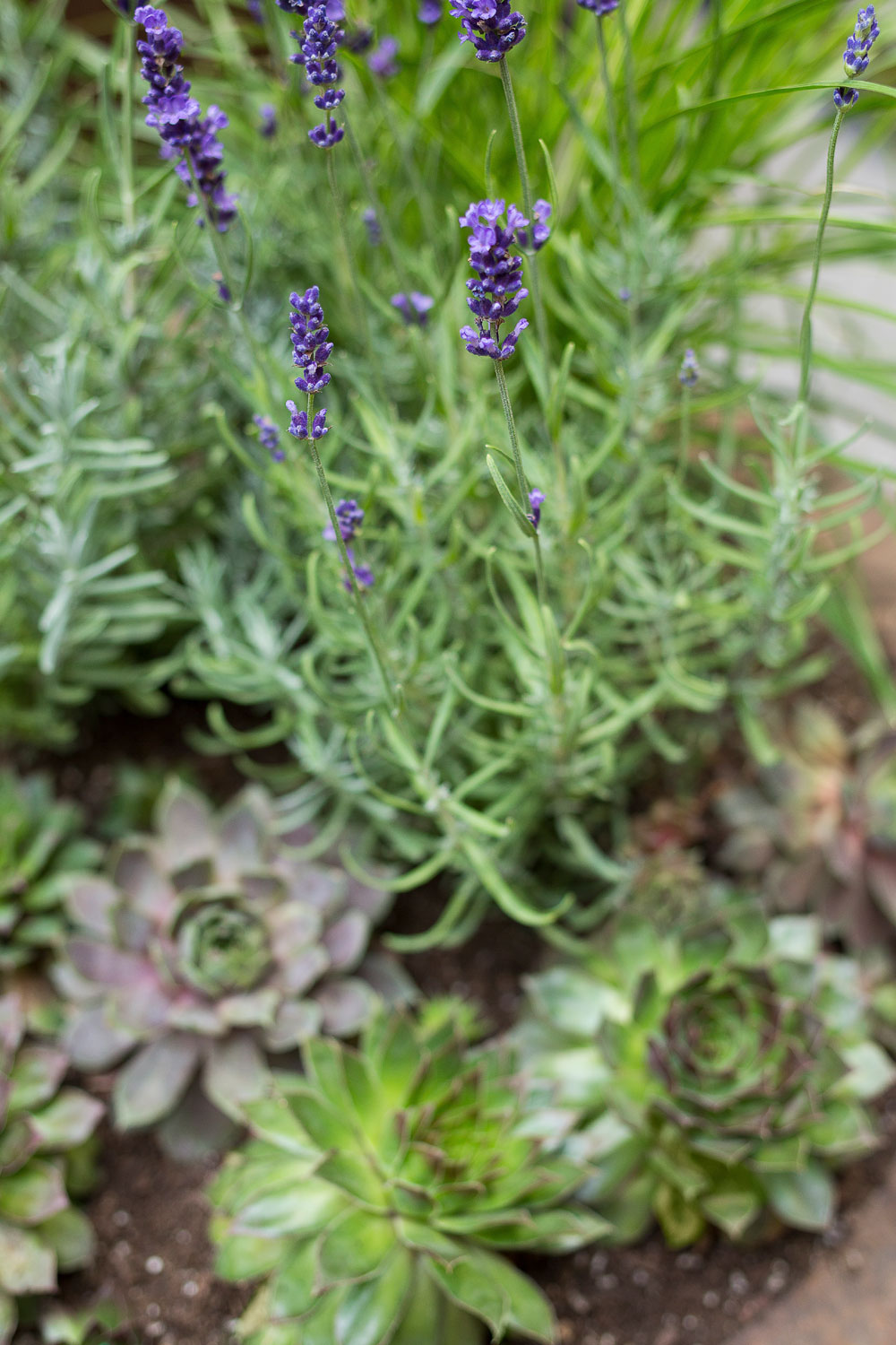 丨美国芝加哥-24