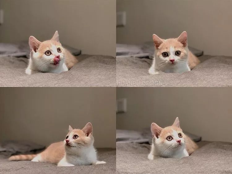 33㎡北欧猫宅,小空间大温馨-93