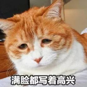 猫与人类 | 共生之艺术-49