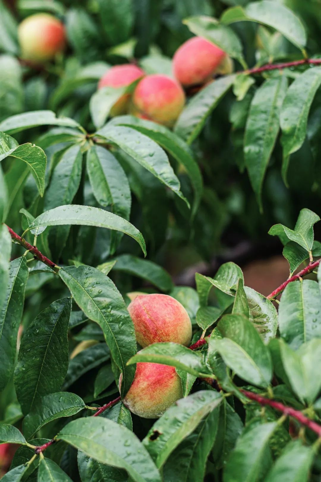 六家丽世酒店串联起一条茶马古道，滇藏线又添美好酒店体验-78