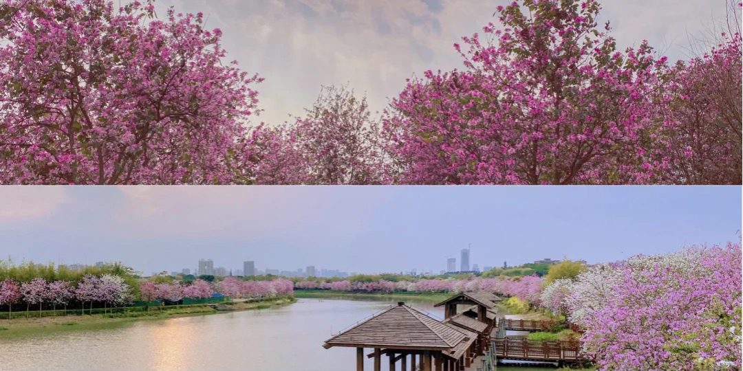 花漾广州 · 四季繁花的花城时空丨中国广州丨GZPI景观与旅游规划设计所-18