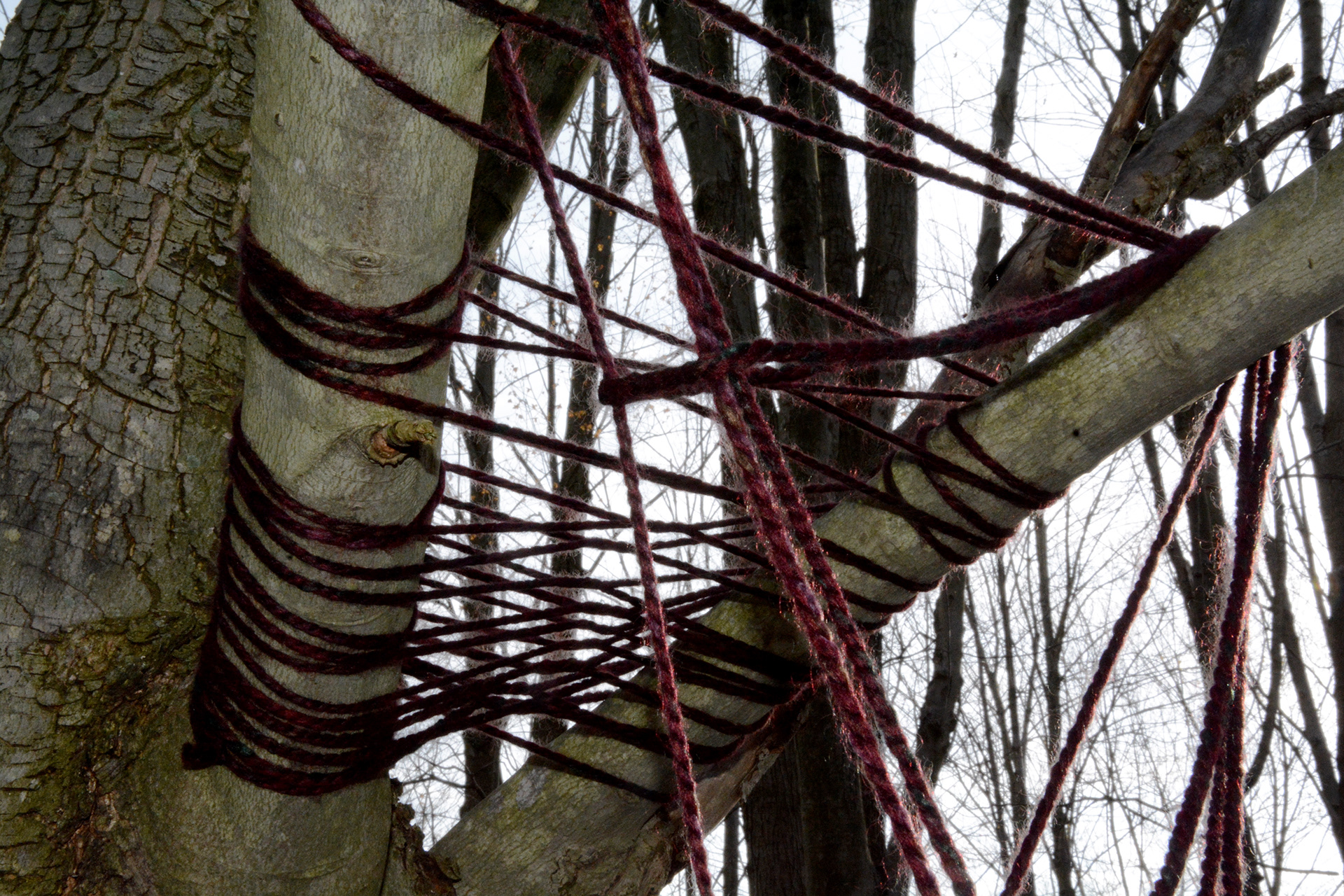 自然界中隐藏的线条-1