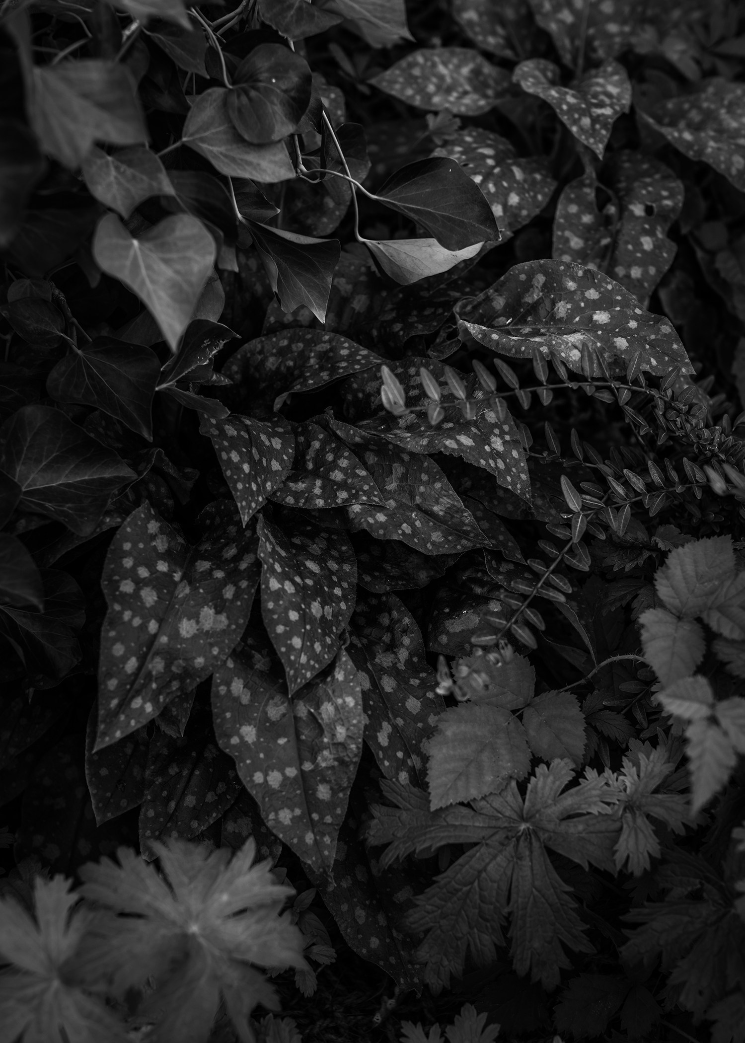 7000 Oaks 与城市生态共生的艺术设计-33