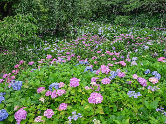 本土寺庭园等景观-37