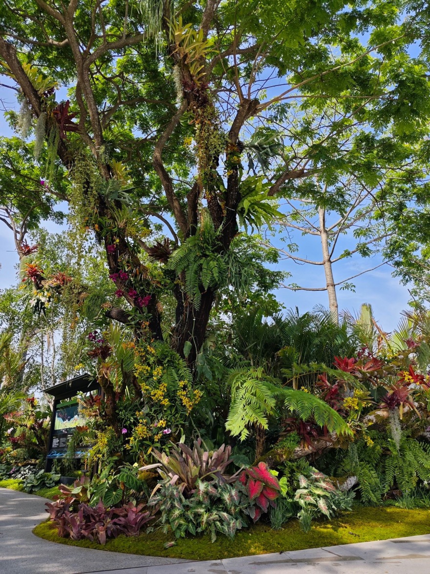 三亚海棠河生态公园阔叶浅溪段的花境生态营造丨中国三亚丨LOLA景观建筑设计事务所-113