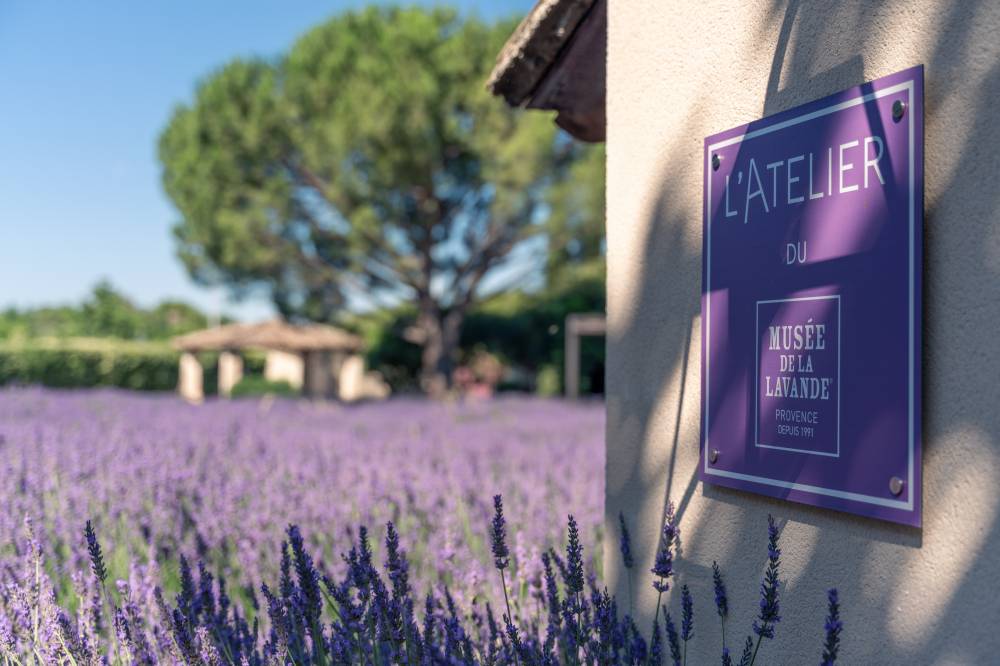 The Luberon Lavender Museum - France-4