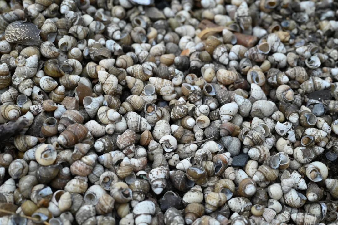 陈海峰  影像纪实 / 东湖之上-53