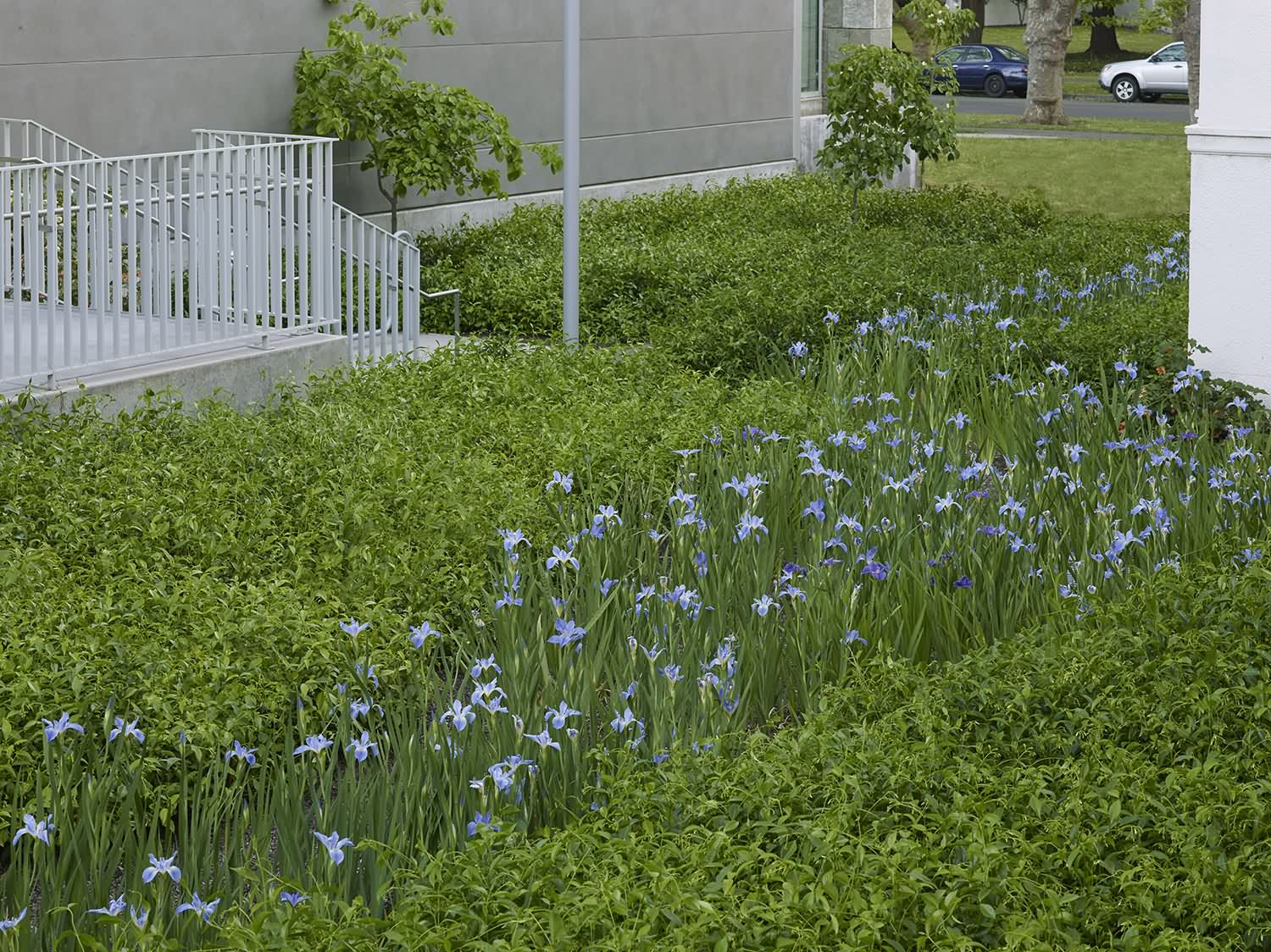 国密尔斯学院研究生院景观设计 mills college graduate school of business school by Lutsko Associates Landscape-7