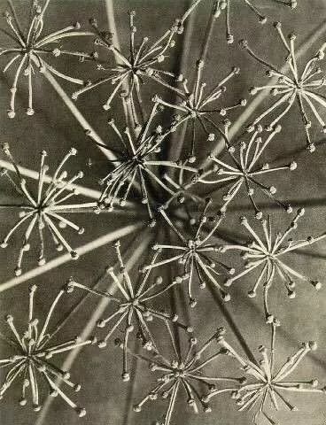 仿生美学 | 景观设计的新视角-57