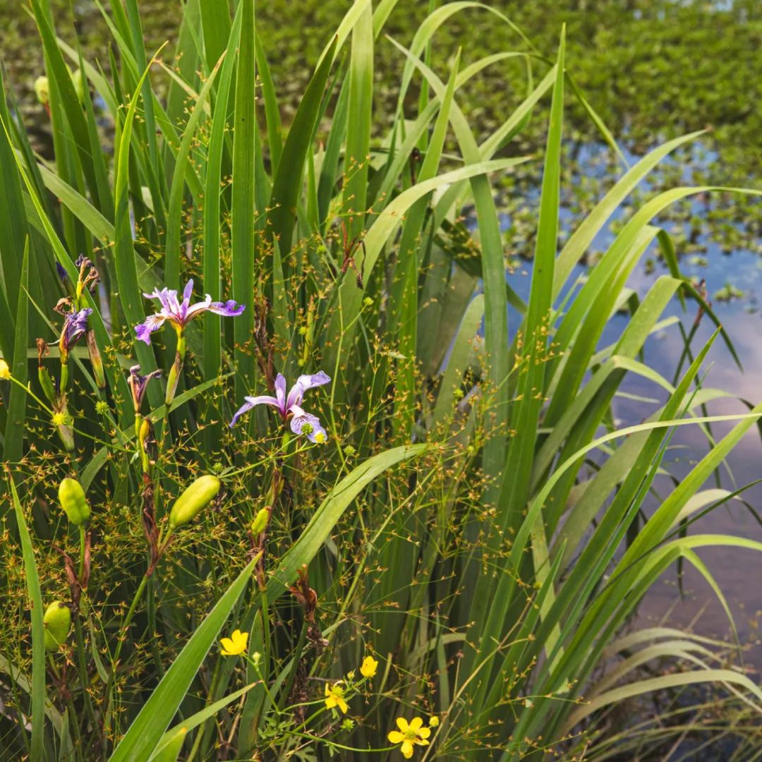 阿肯色州康威市市中心的马丁·路德·金广场丨美国丨SWA-5