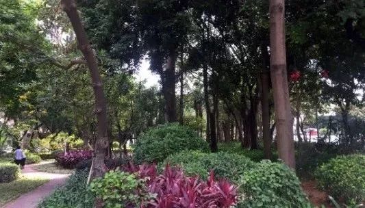 深圳罗湖“三横四纵”绿廊生活-59