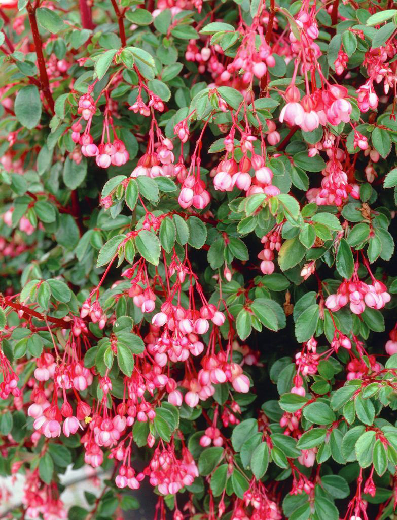 探索不同类型的花园植物,打造梦幻景观-6