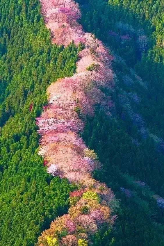 春之花园 | 愚工园艺的生机艺术-42