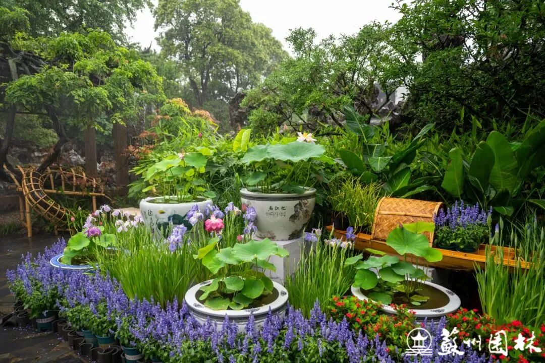 轻舟端阳！狮子林冷色系主题花境上新！-1