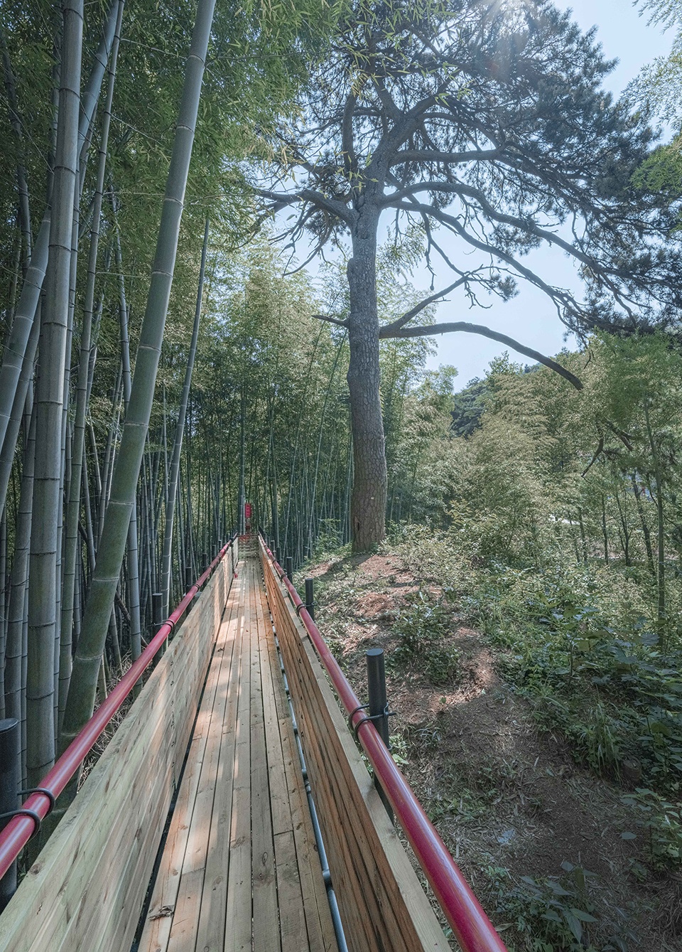 大别山森林徒步道（竹林·大松树段）丨中国安徽丨傅英斌工作室-42