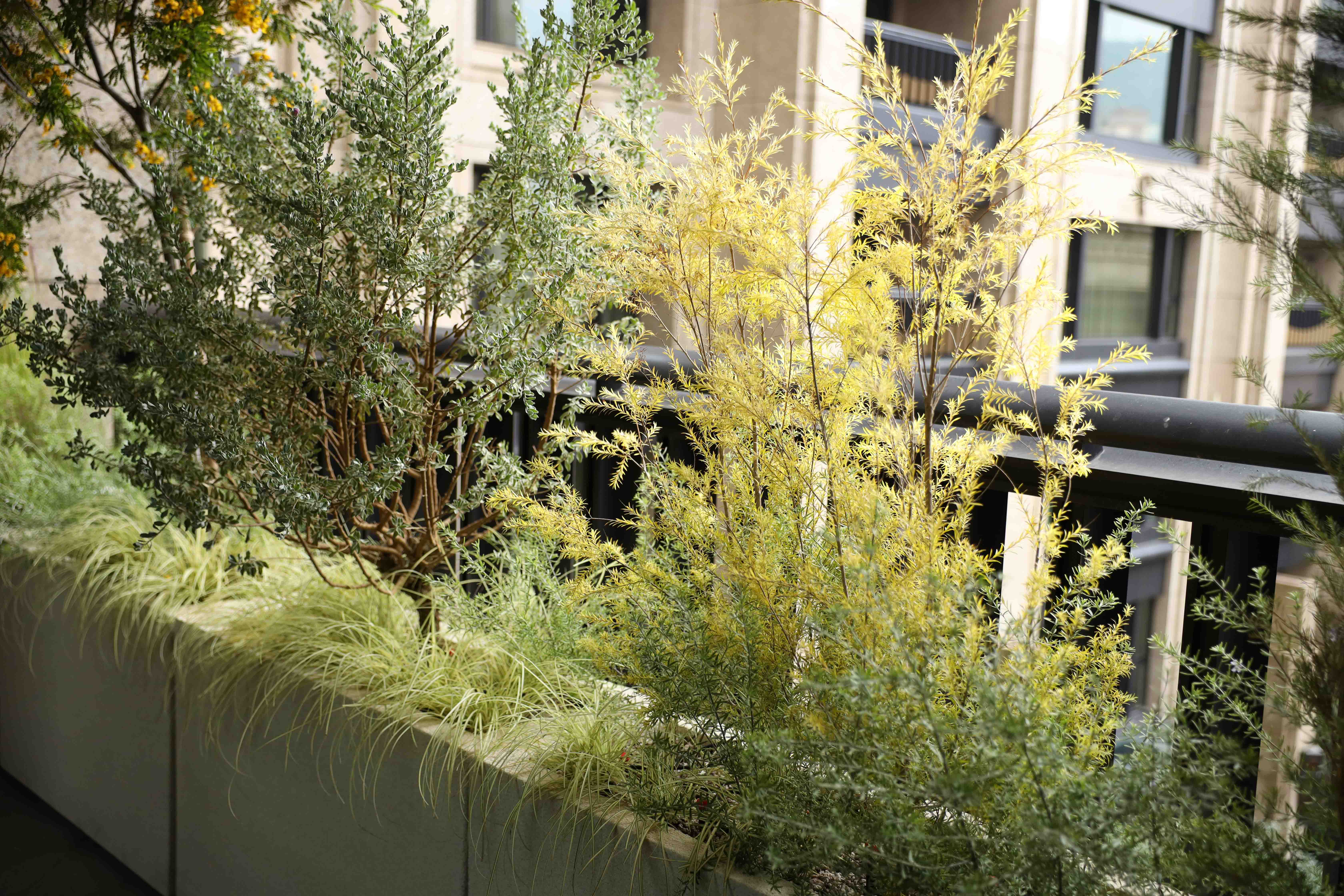 住宅案｜信義區｜陽台景觀設計-5