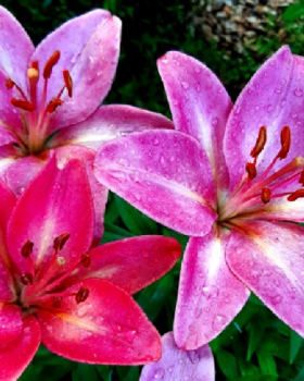 Lilies After Rain