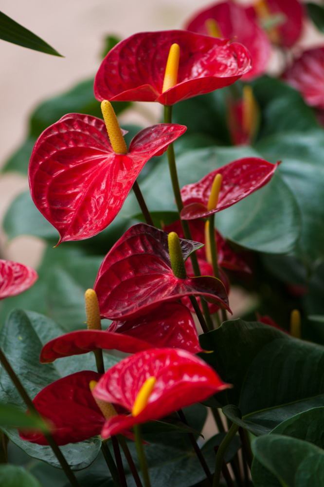 狮子座专属花园设计丨中国上海丨东町星座系列-31