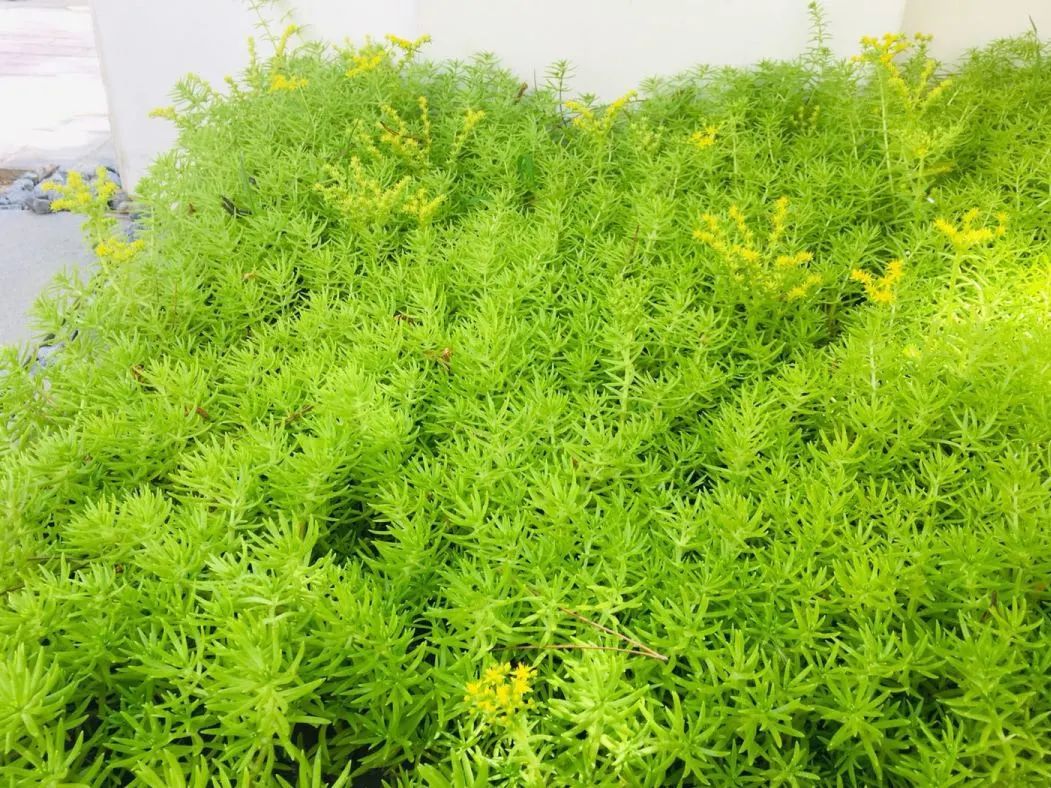 夏日花园养护攻略，打造梦想花园-25