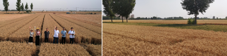 河南信息科技学院(筹)会堂丨中国鹤壁丨同济大学建筑设计研究院(集团)有限公司-2