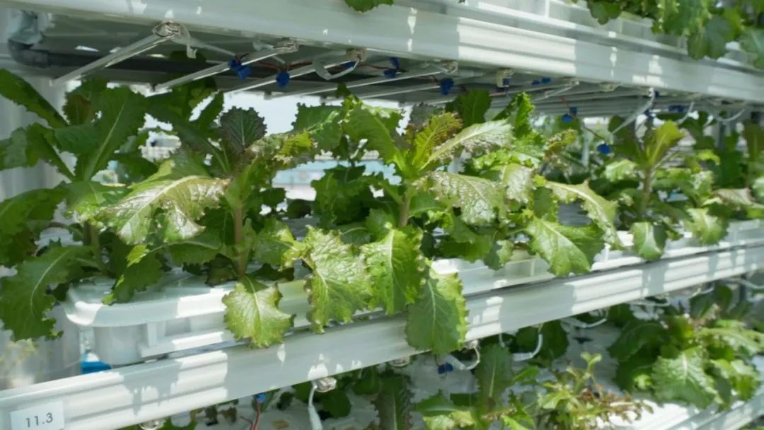 香港KFarm · 高科技农场的绿色奇迹丨中国香港丨陈启豪等-28