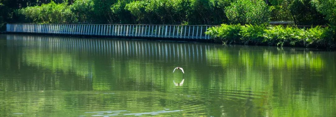 海口市美舍河凤翔湿地公园丨中国海口丨土人设计-33