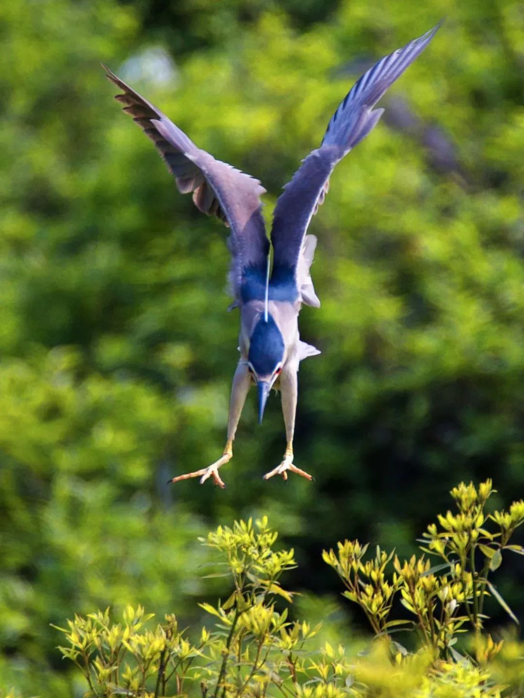 废弃庄园变鹭鸟天堂 | 400㎡中式宅院与 30 亩森林的共生设计-34