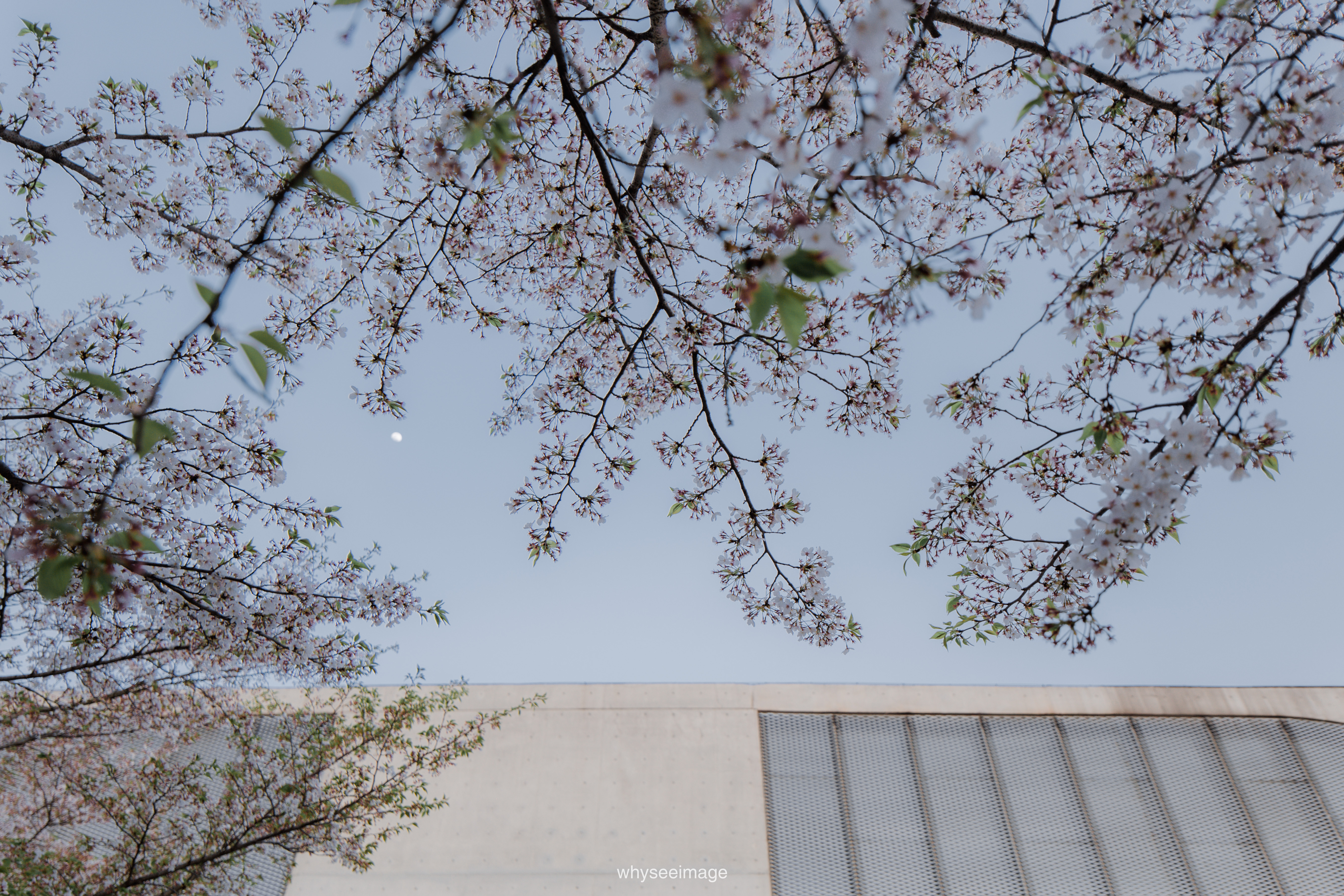 樱花+龙美术馆丨中国上海丨大舍建筑设计工作室-138