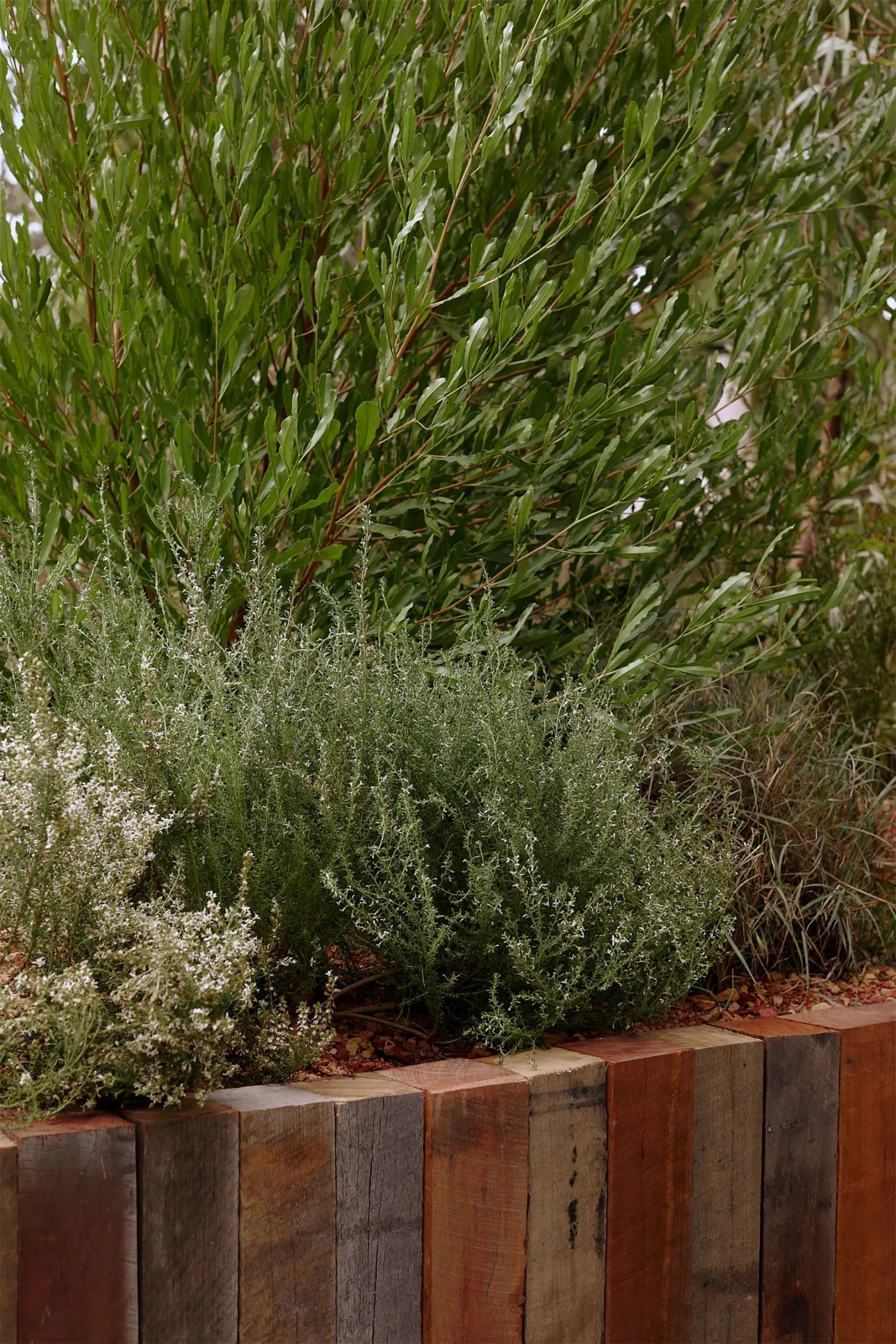 维多利亚 SaltBush 展示花园丨加拿大维多利亚-22