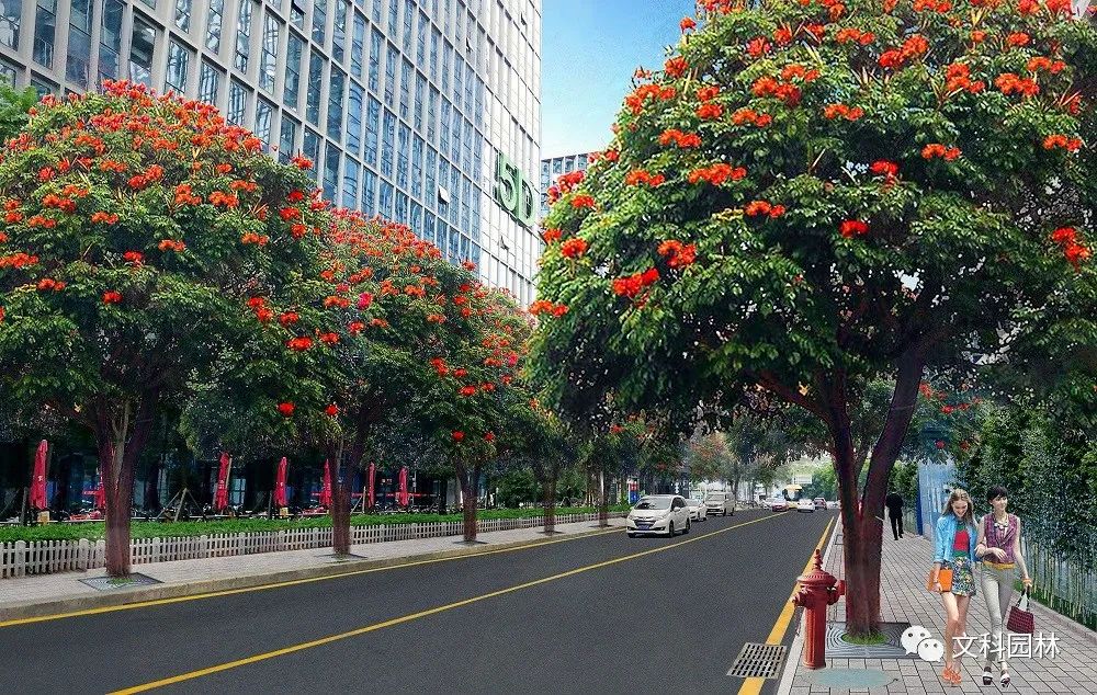 深圳南山区市政道路行道树补植工程设计-13