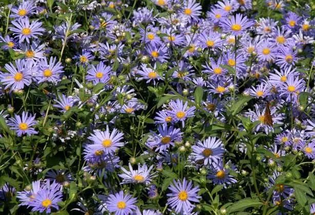 夏日花园养护攻略，打造梦想花园-46