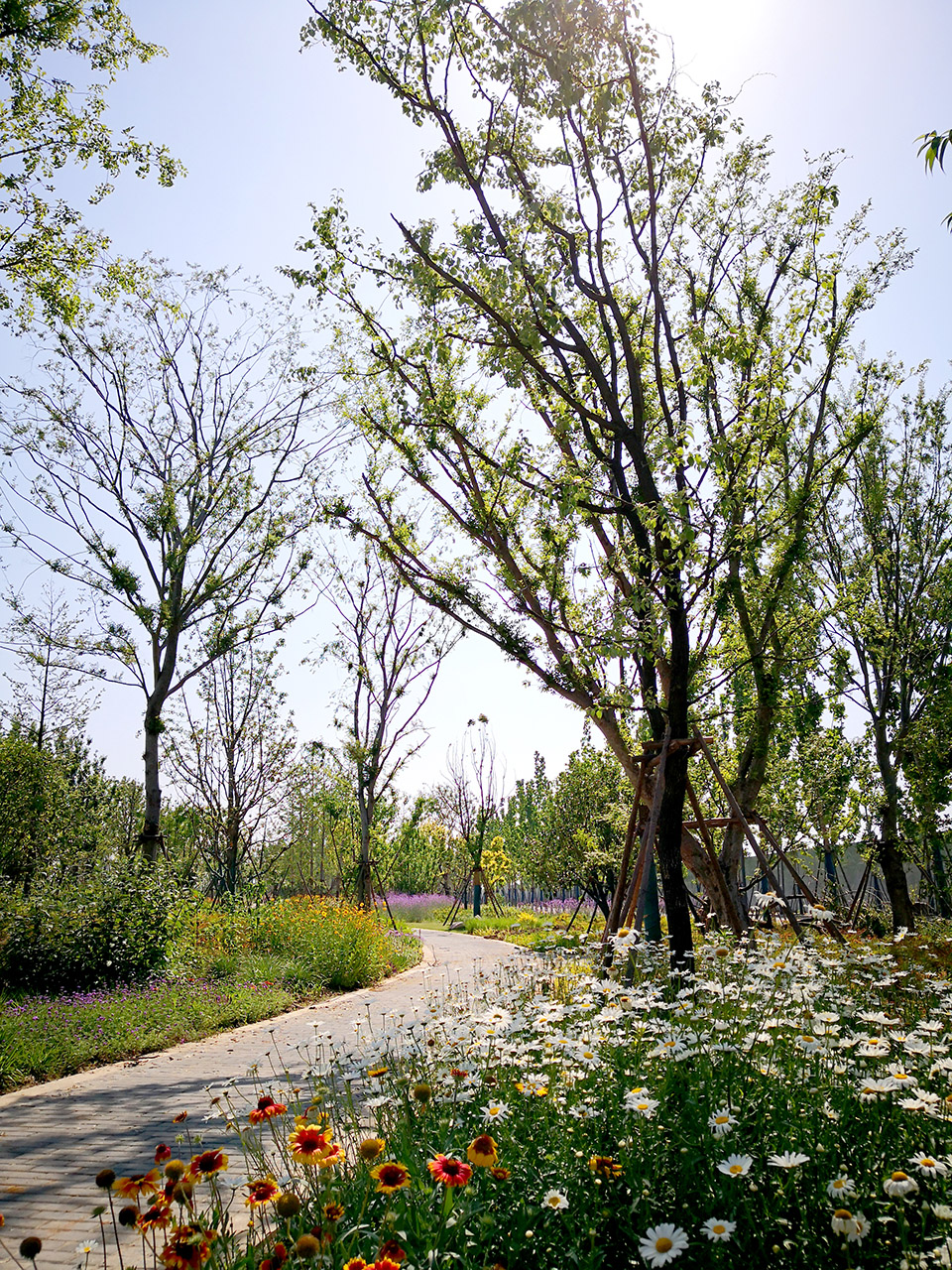 新加坡·南京生态科技岛-93