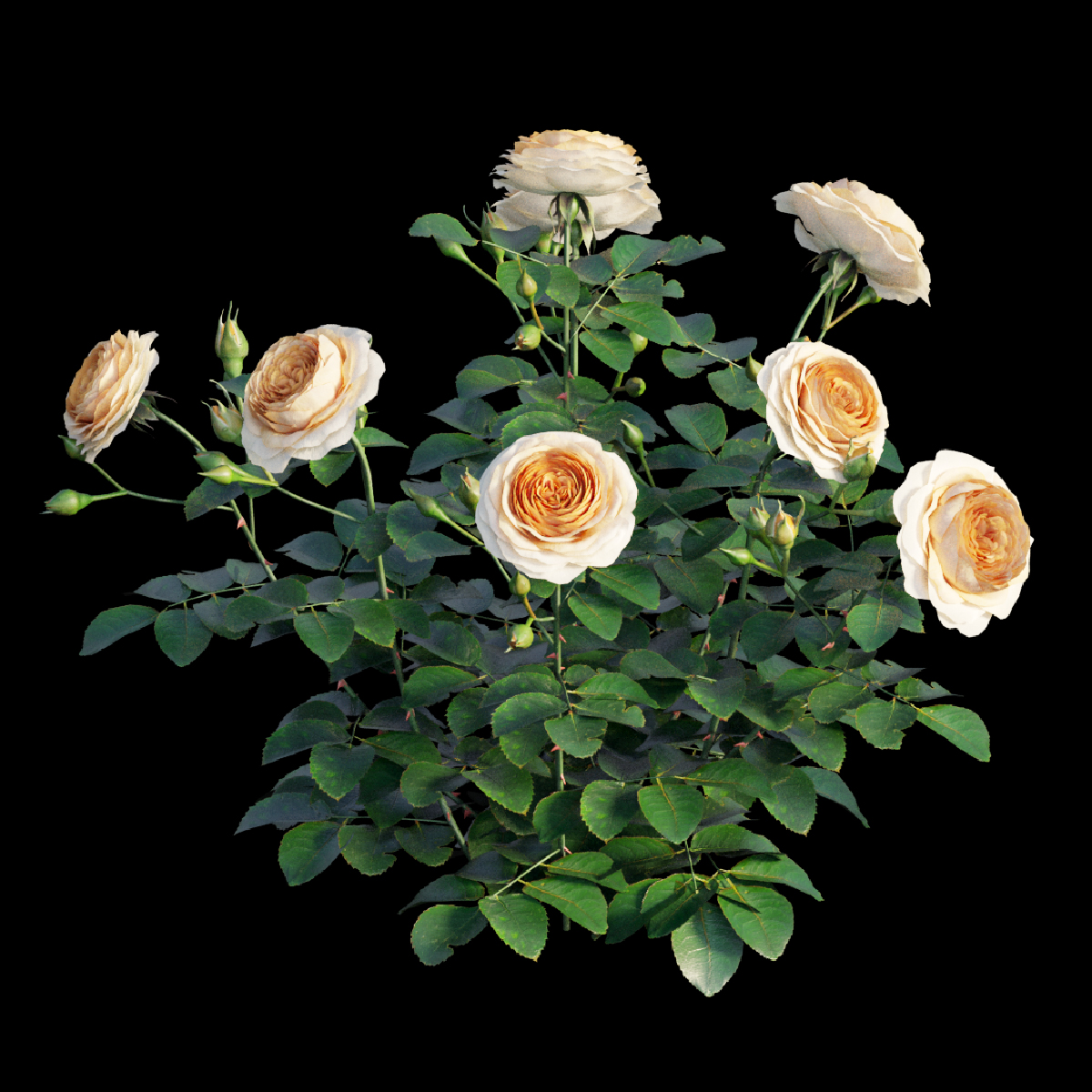 瑞典女王玫瑰-11