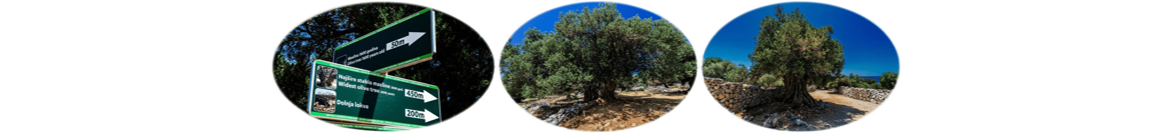 世界上的树木丨Sylvie D.-269