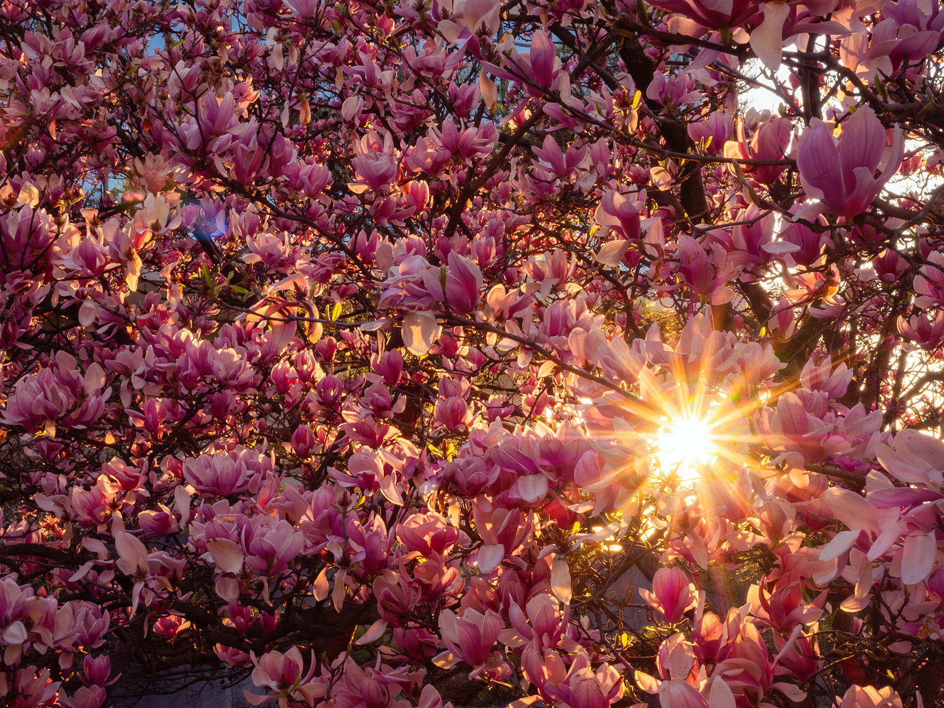 Knoxville, TN (USA).-100