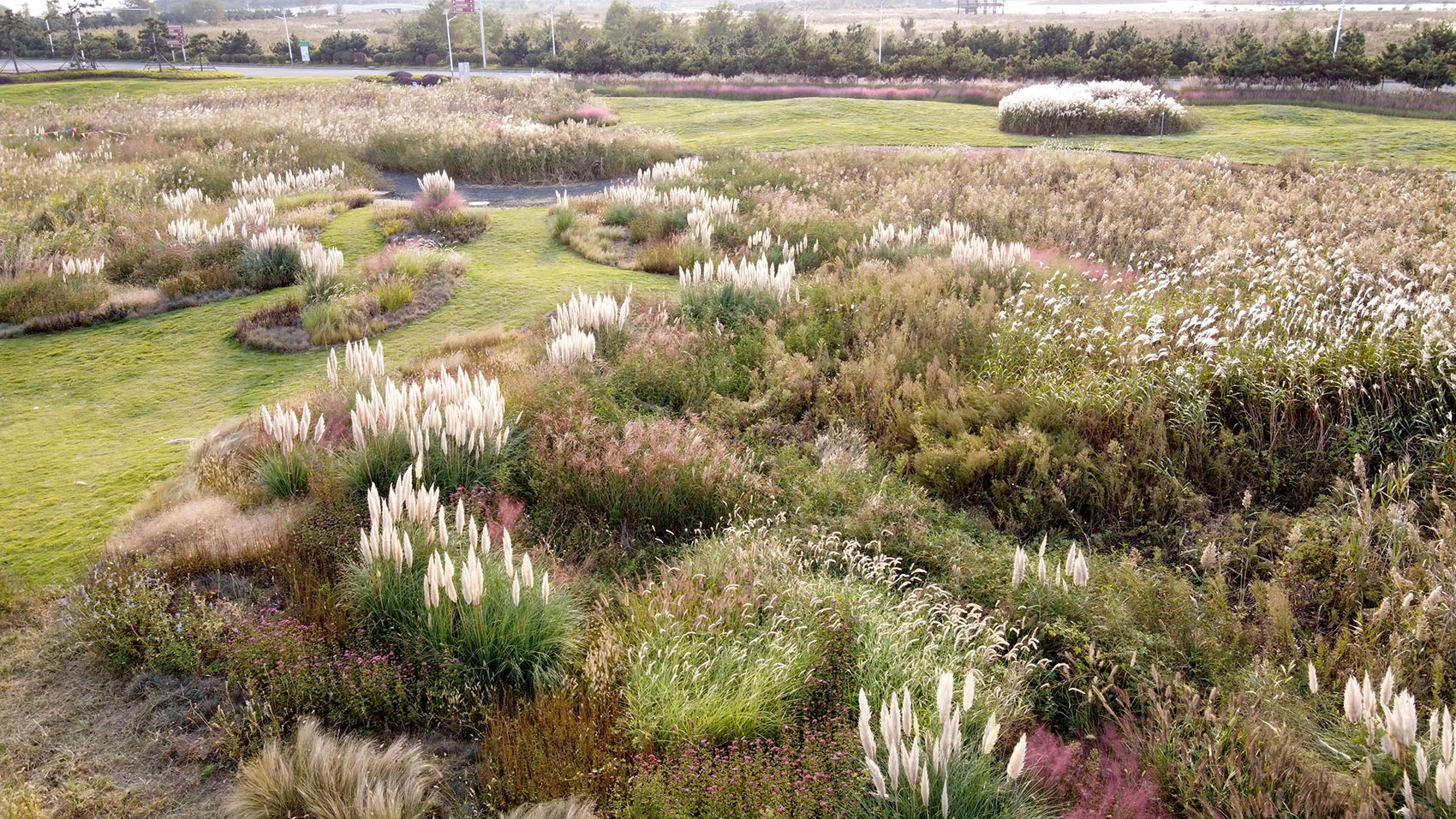 多岛海野草公园丨中国日照丨孔祥伟工作室-74