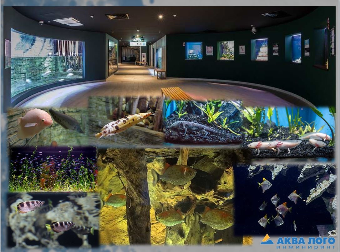 科加雷姆海洋馆“Aquatika”丨Aqua Logo Engineering-11