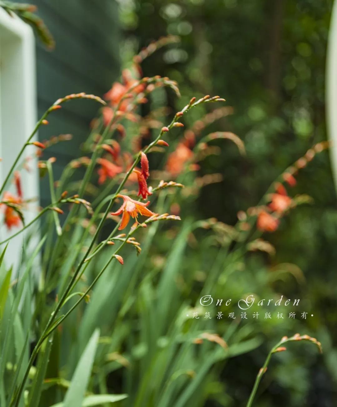 共享花园 | 两家人，一份温情，一座现代都市花园-88