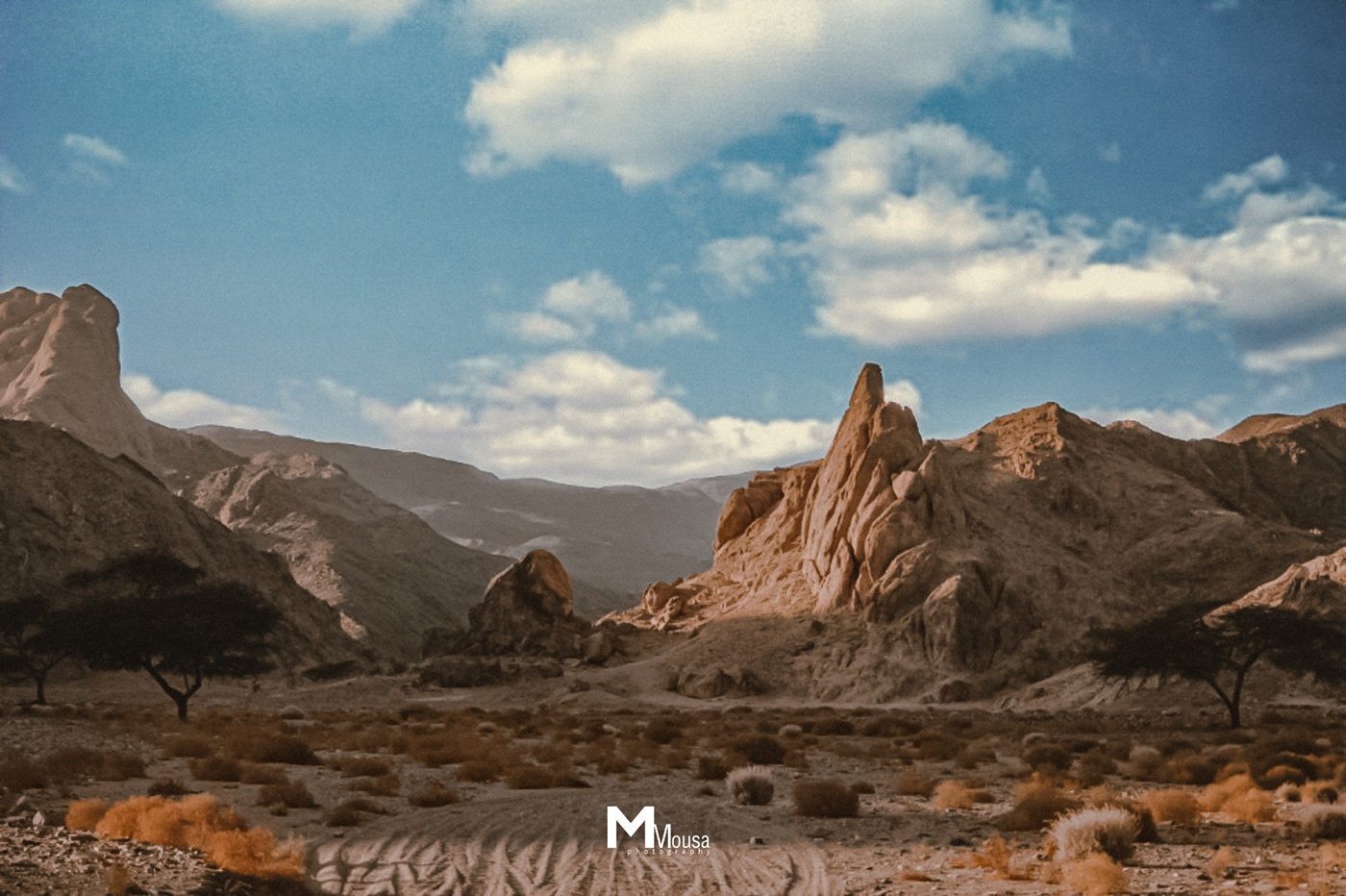 Nature in Wadi El Gemal Reserve-1