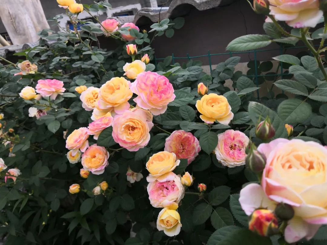 大叔也爱养花，3天造出个小花园，一分钱没花！-70