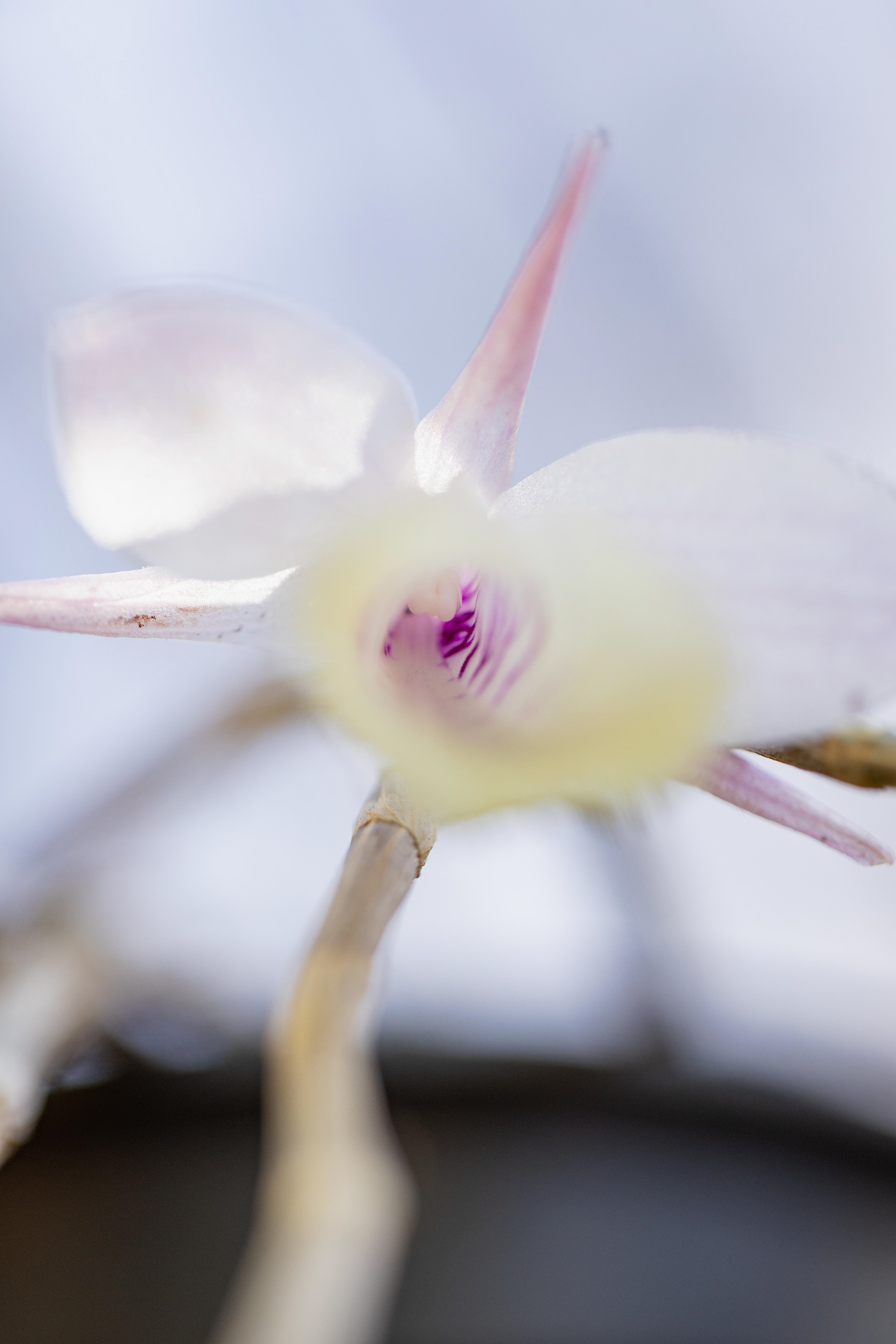 室内植物设计-21