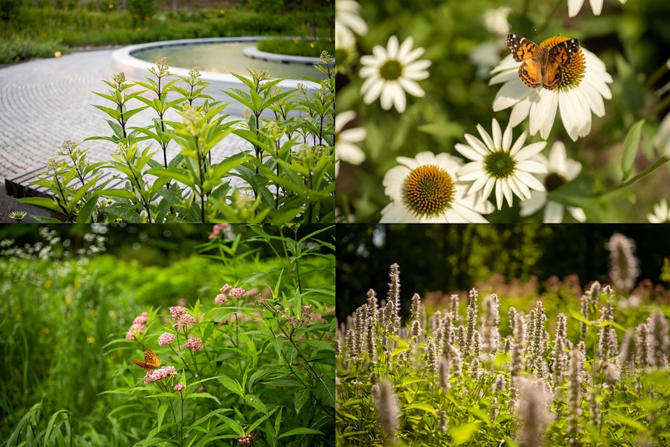 桑迪胡克“林间空地”纪念园丨美国康涅狄格丨SWA Group-26